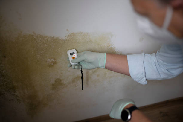Best Mold Remediation for Schools in Loveland Park, OH