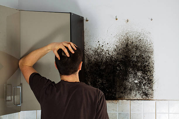 Best Basement Mold Remediation in Loveland Park, OH